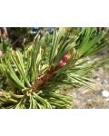 Сосна Гельдрейха / бiлокора Компакт Джем (штамб) | Pinus heldreichii / leucodermis Compact Gem (shtamb) | Сосна Гельдрейха / белокорая Компакт Джем (штамб)